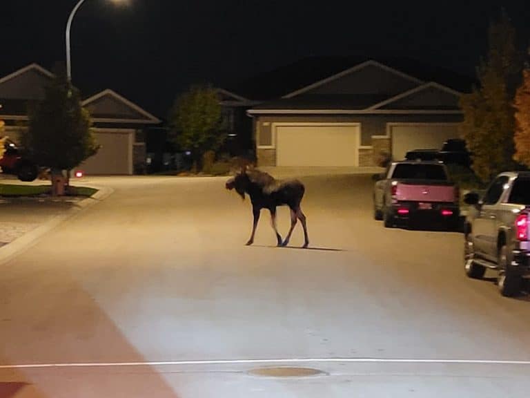 The moose spotted in Fort Saskatchewan