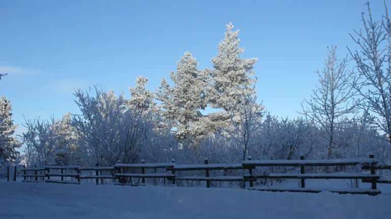 Snowy Landscape.