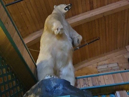 Taxidermy Polar Bear.