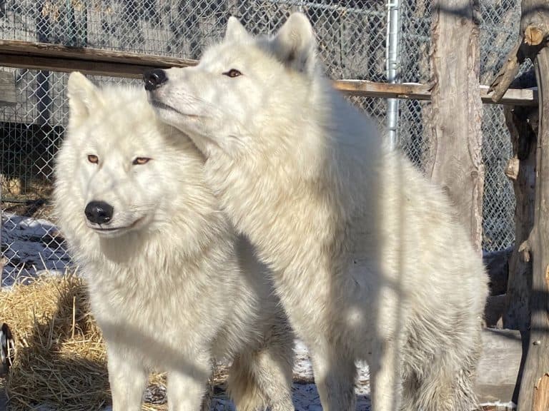 Valley Zoo's New Wolves.