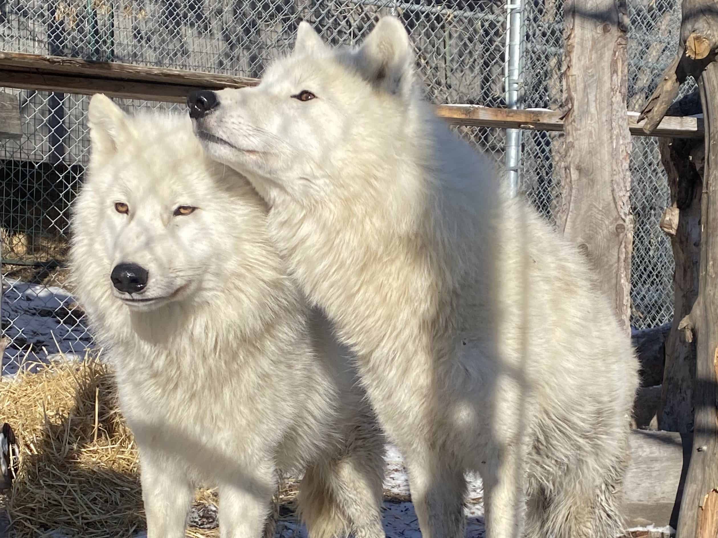 Valley Zoo's New Wolves.