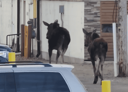 Image of moose video.
