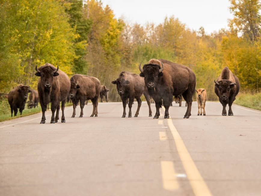 Wood bison at Elk Island National Park.