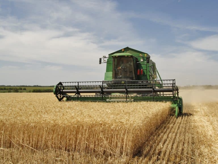 A combine harveting grain