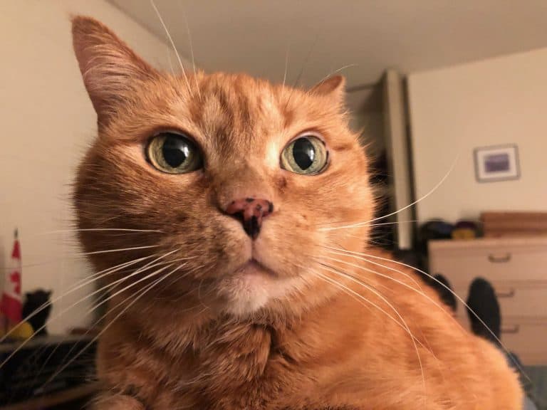 An adorable orange domestic shorthair cat with a 'WTF' expression on her face.