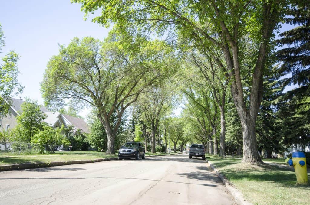 Mature neighbourhood street in summer.
