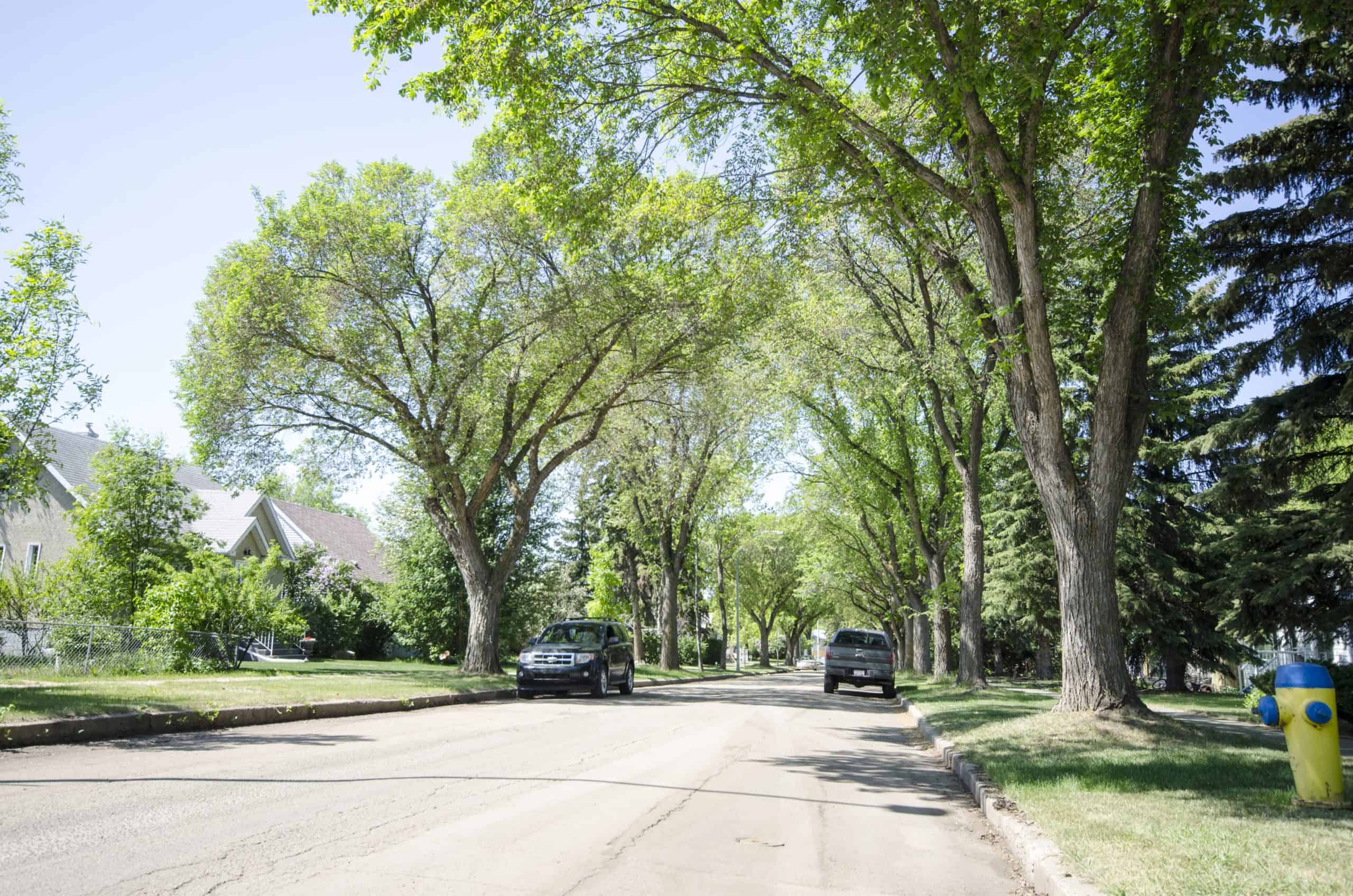 Mature neighbourhood street in summer.