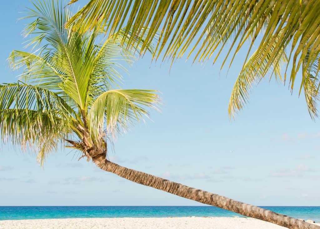 Coconut tree on the island of Barbados stretching across the frame diagonally over white sandy beach with the ocean and a cloudless sky in the background.