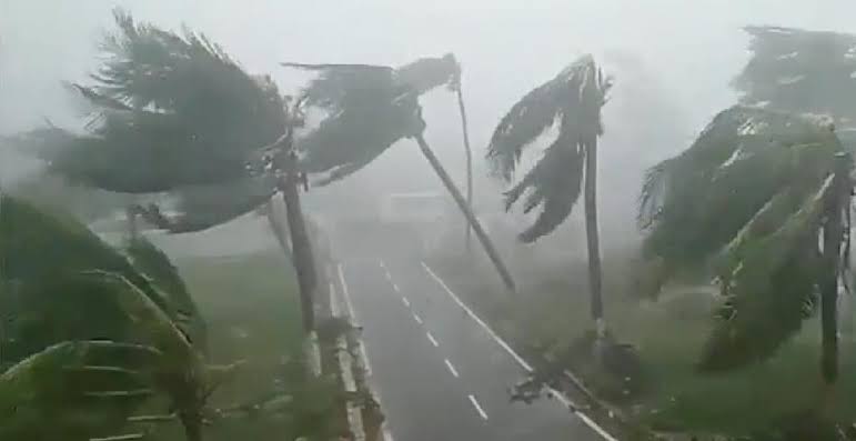 Trees under heavy wind during a hurricane