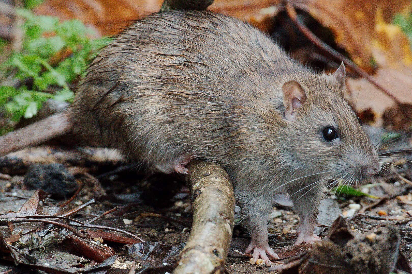 Is this Brad Marchand's mother?