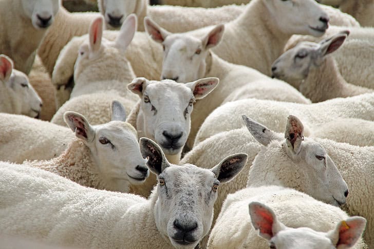 A flock of sheep.